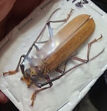 Cerambycidae orthomegas cinnam for sale  Depauw