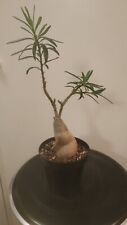 Pachypodium succulentum collec d'occasion  Saint-Égrève