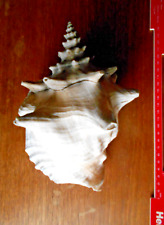 conch shells for sale  Shipping to Ireland