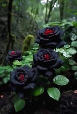 50 sementes de flores raras de rosa preta, planta de casa e jardim, estufa comprar usado  Enviando para Brazil