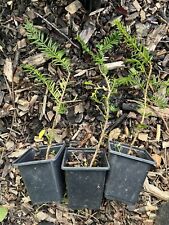Taxus baccata common for sale  UK