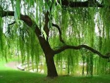Golden weeping willow for sale  Republic