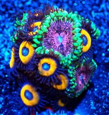 Wysiwyg colony frag for sale  BRACKNELL