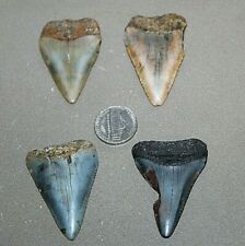 Great white fossil for sale  Wilmington