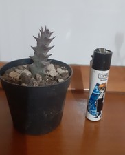 ORBEA HALIPENDICOLA (leggere descrizione) usato  Lentini