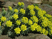 Euphorbia myrsinites gebraucht kaufen  Goch