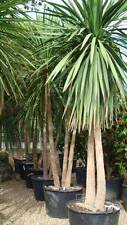 palm tree for sale  Ireland