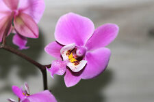 Phalaenopsis schilleriana smal for sale  Miami