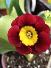 Auricula applecross for sale  SHEFFIELD