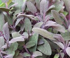 Sage purple plant for sale  WORKSOP