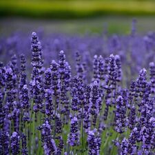 Lavender munstead 4cm for sale  GAINSBOROUGH