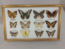 Vintage butterfly specimen for sale  Brevard