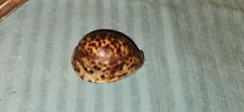 Tiger cowrie seashell for sale  Staten Island