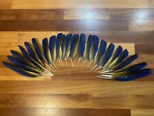 Hybrid macaw wing for sale  Millersville