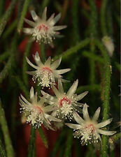 Rhipsalis pilocarpa rare epiphyllum hanging mause tail cacti aloe seed 10 SEEDS, used for sale  Shipping to South Africa