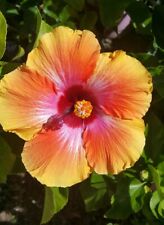 Exotic hawaiian sunset for sale  Homestead