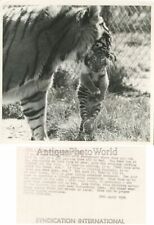 Tigre Llevar Cachorro Vintage Animal Foto comprar usado  Enviando para Brazil
