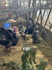 American turkey hatching for sale  TIVERTON