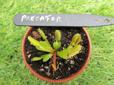 Venus flytrap predator for sale  DONCASTER
