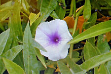 Samen wasserspinat ipomoea gebraucht kaufen  Werl