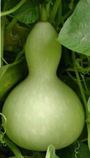 Baby bottle gourd for sale  Wadsworth
