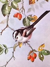 long tailed tit for sale  NELSON