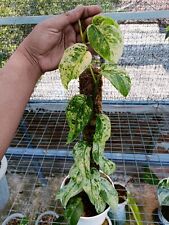 Scindapasus Jade Satin Marble Queen REAL PICTURE - Aroid Variegated - Plant Gift for sale  Shipping to South Africa