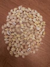 Pre drilled cowrie for sale  POOLE
