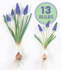 hyacinth bulbs for sale  Provo