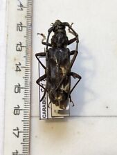 Cerambycidae ssp ref d'occasion  Gorron