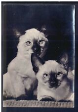 Cartolina animali gatti usato  Italia