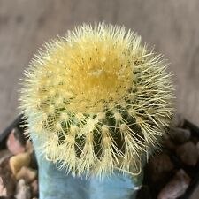 Used, 890. 仙人掌 Uebelmannia eriocactoides, Sierra de Espinhaco (grafted) for sale  Shipping to South Africa