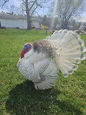 Heritage turkey fertile for sale  York