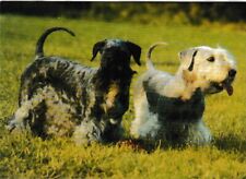 Sealyham terrier dog for sale  LIPHOOK