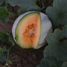 Planters jumbo melon for sale  Philadelphia