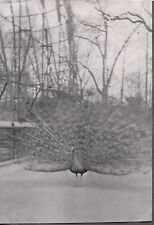 Vintage photograph bird for sale  Siletz