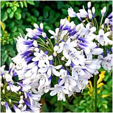 Agapanthus twister semi for sale  PRESTON