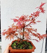 Bonsai acer palmatum, gebraucht gebraucht kaufen  München