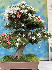 Joe bonsai solitär gebraucht kaufen  Spiesen-Elversberg
