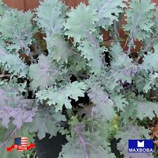 Kale seeds red for sale  Waltham