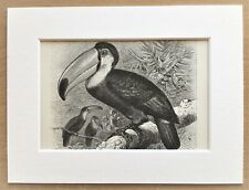 Toco Toucan Bird Print - 1893 Montada Gravura Antiga em Preto e Branco comprar usado  Enviando para Brazil