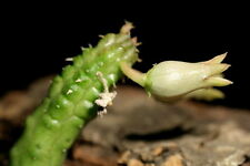 Talea echidnopsis insularis usato  Italia