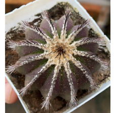 4-5cm Uebelmannia cactus Succulent plant Home Garden beautiful Plant for sale  Shipping to South Africa
