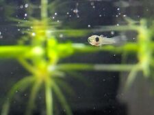 guppies fry guppy for sale  Raleigh