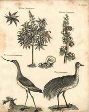 1802 ricinus americanus for sale  BISHOP AUCKLAND