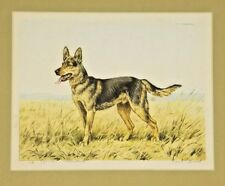German shepherd dog for sale  San Antonio
