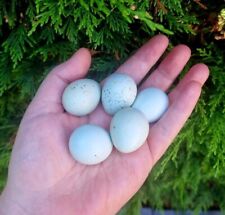 Coturnix quail hatching for sale  ELLAND
