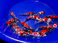Japanese koi showa for sale  CHESTERFIELD