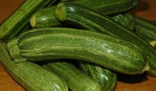 Semi zucchino san usato  Taurano