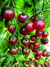 Rosella cherry tomato for sale  DORCHESTER